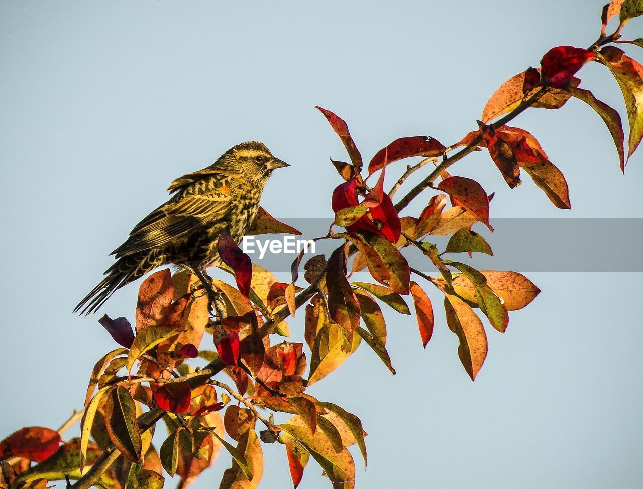 LOW ANGLE VIEW OF BIRD ON TREE AGAINST SKY