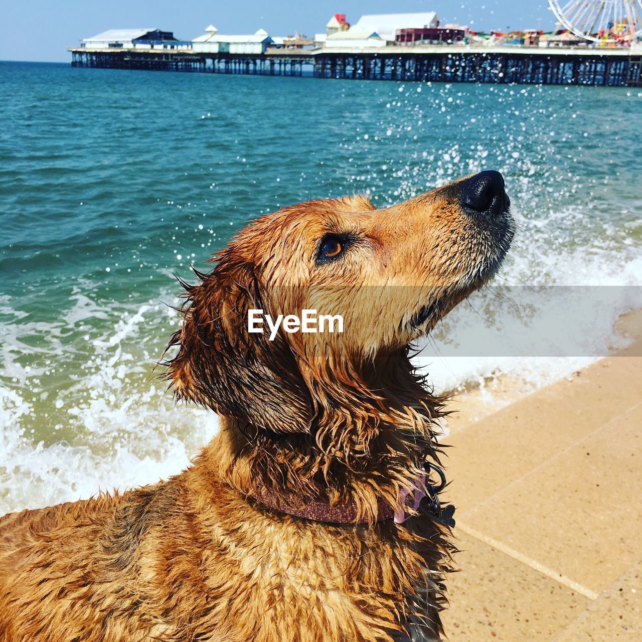 Close-up of dog at beach