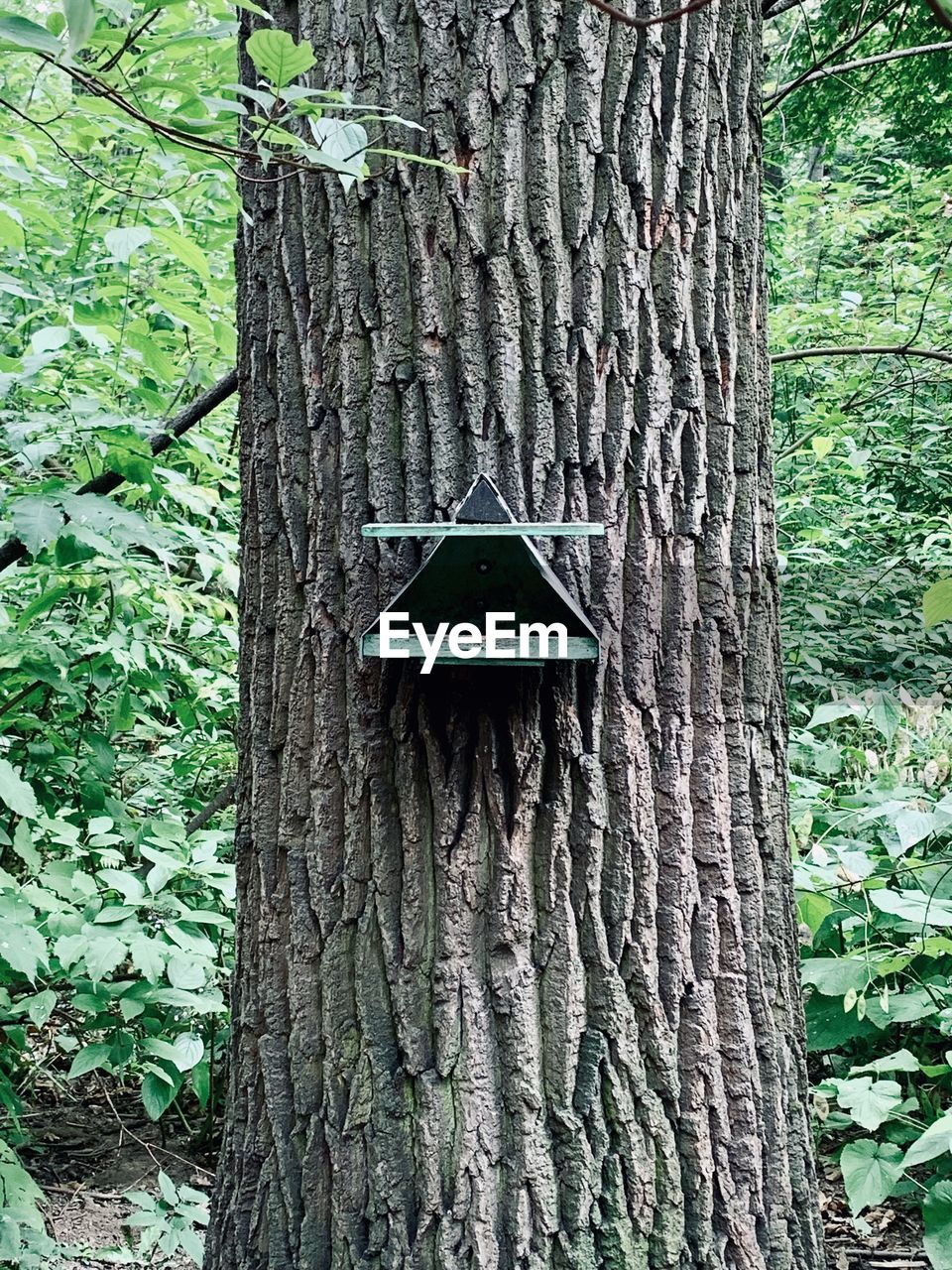 CLOSE-UP OF IVY ON TREE TRUNK