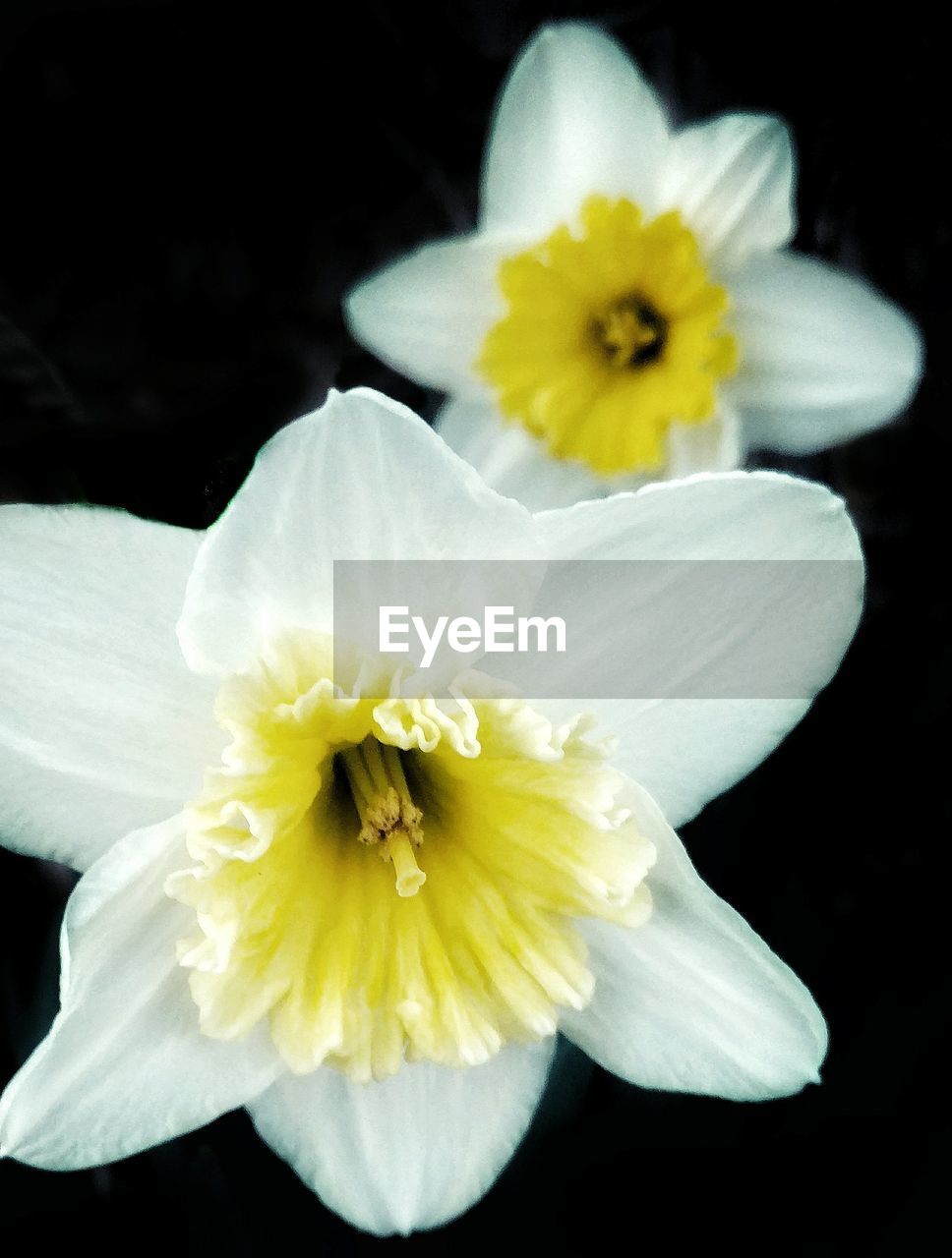 CLOSE-UP OF YELLOW DAFFODIL