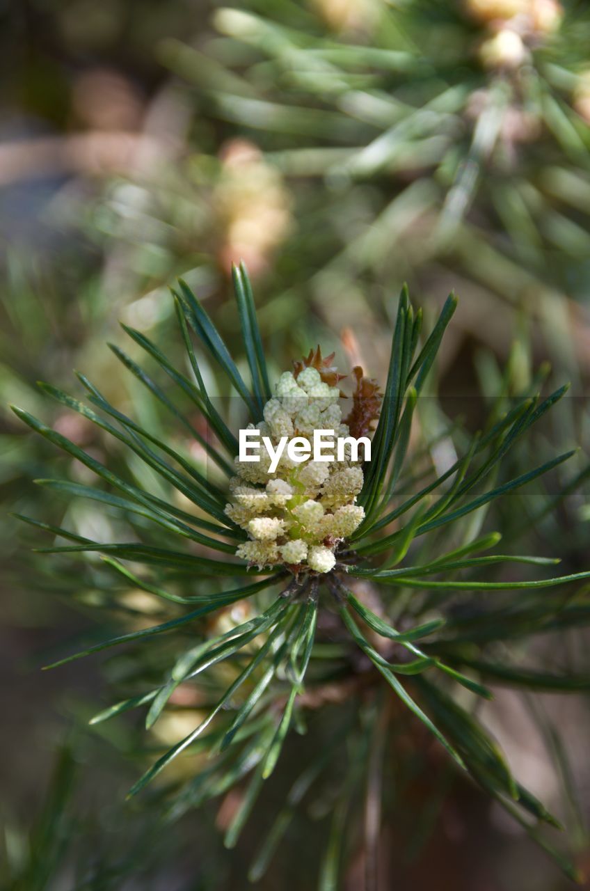 CLOSE-UP OF WHITE FLOWER BUDS