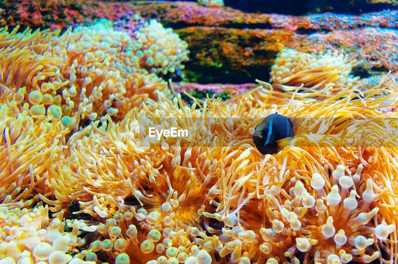 Close-up of coral in sea