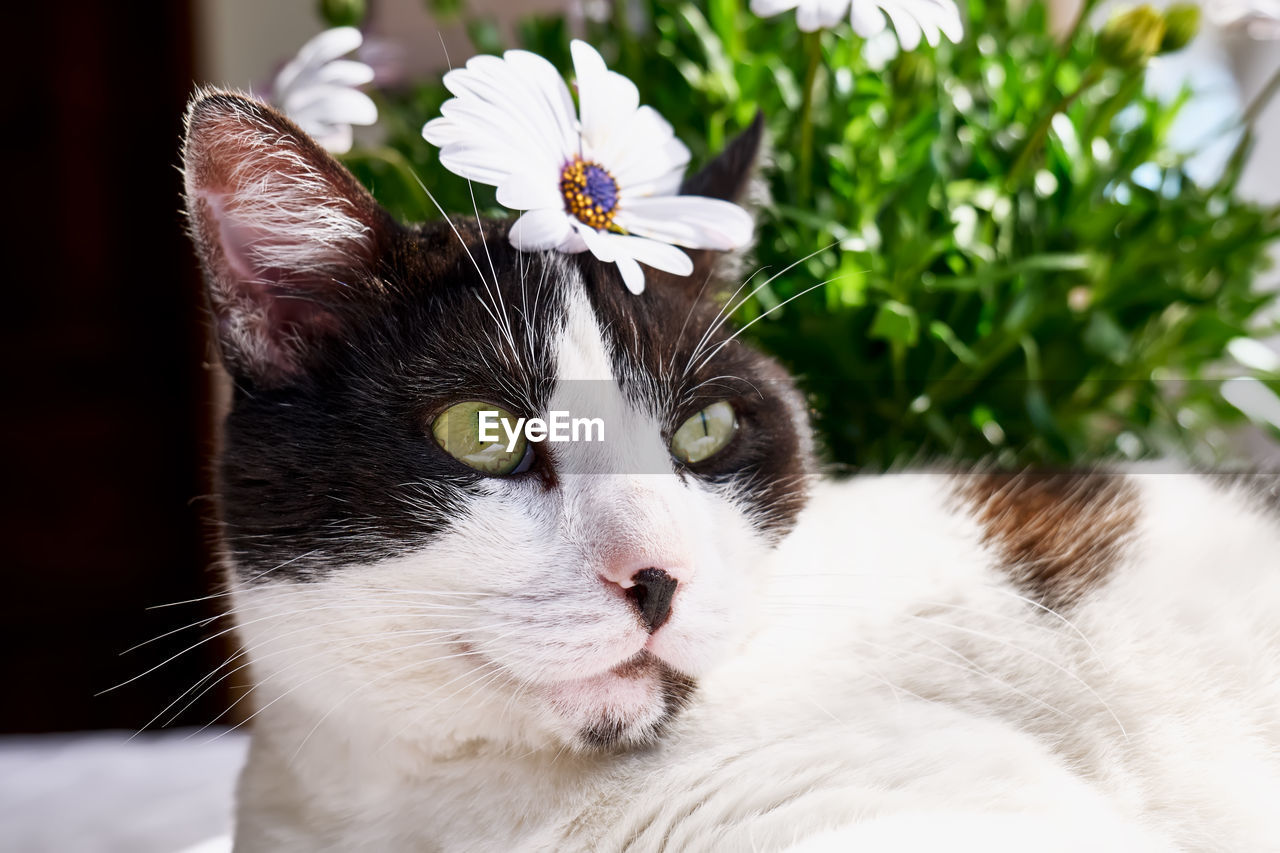 Charming black and white cat with pink daisy on it's head. springtime holidays. sunlight. funny cats