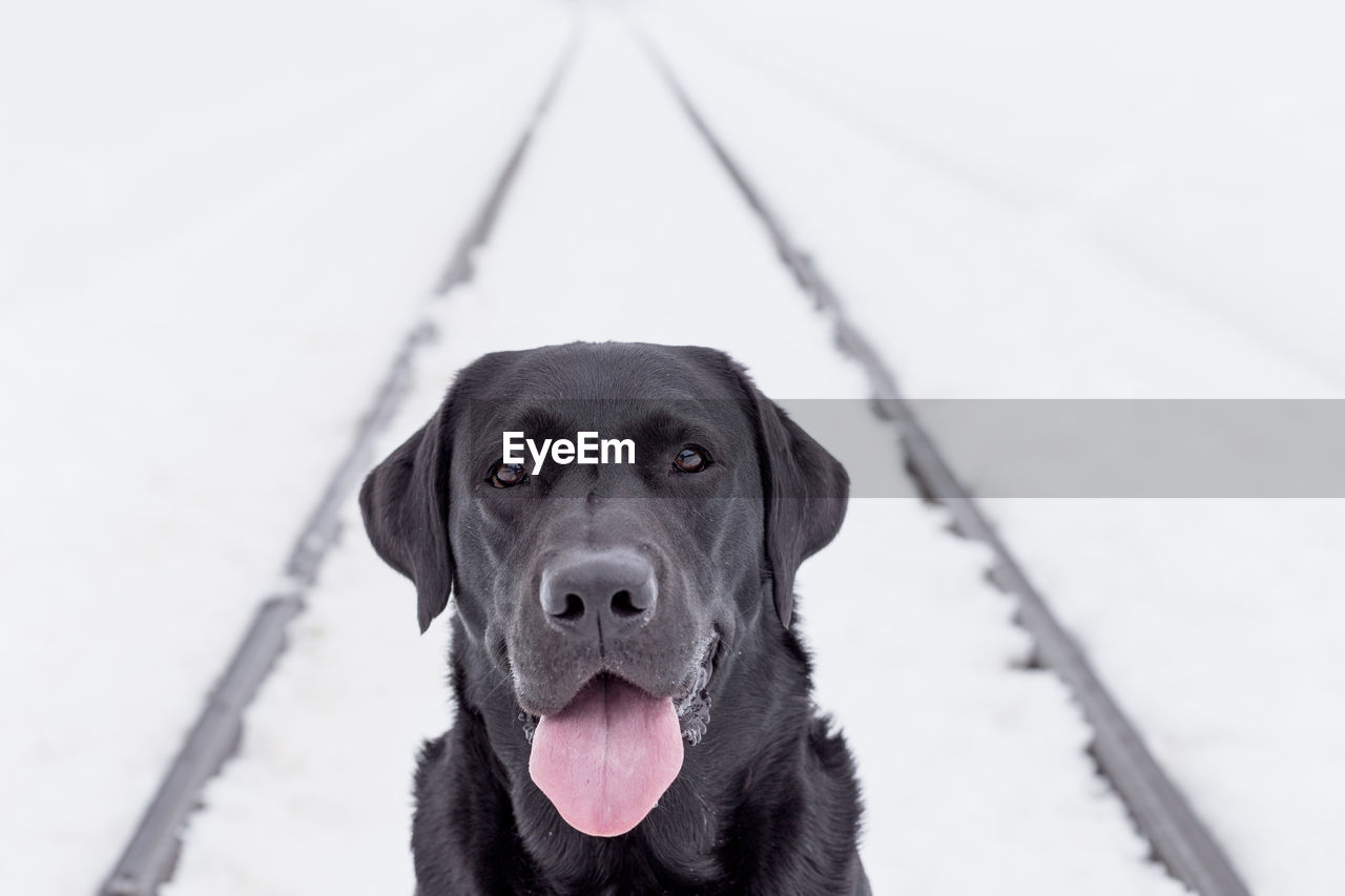 Portrait of dog on railroad track during winter