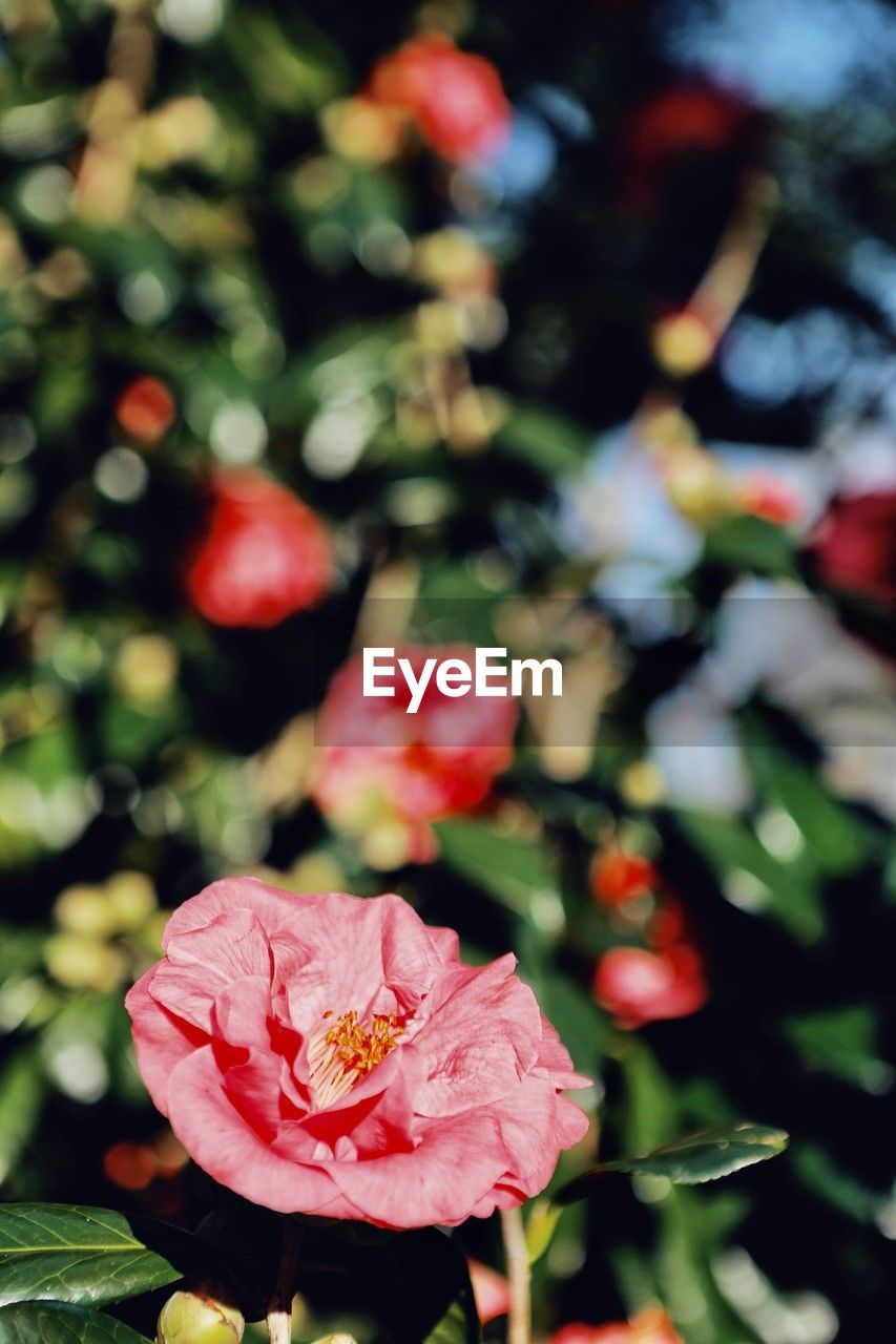 plant, flower, flowering plant, beauty in nature, freshness, nature, rose, close-up, red, pink, petal, plant part, flower head, leaf, no people, inflorescence, outdoors, blossom, focus on foreground, growth, fragility, garden roses, day, tree