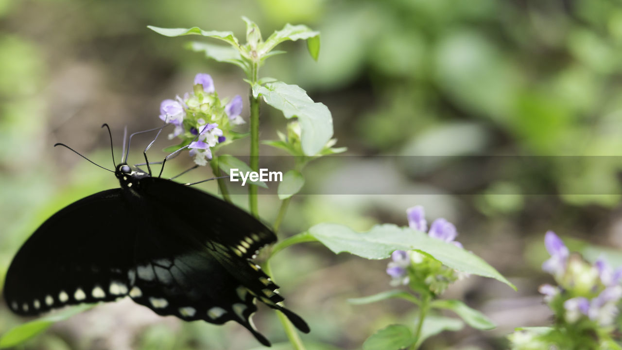 CLOSE-UP OF BUTTERFLY POLLINATING ON FLOWER