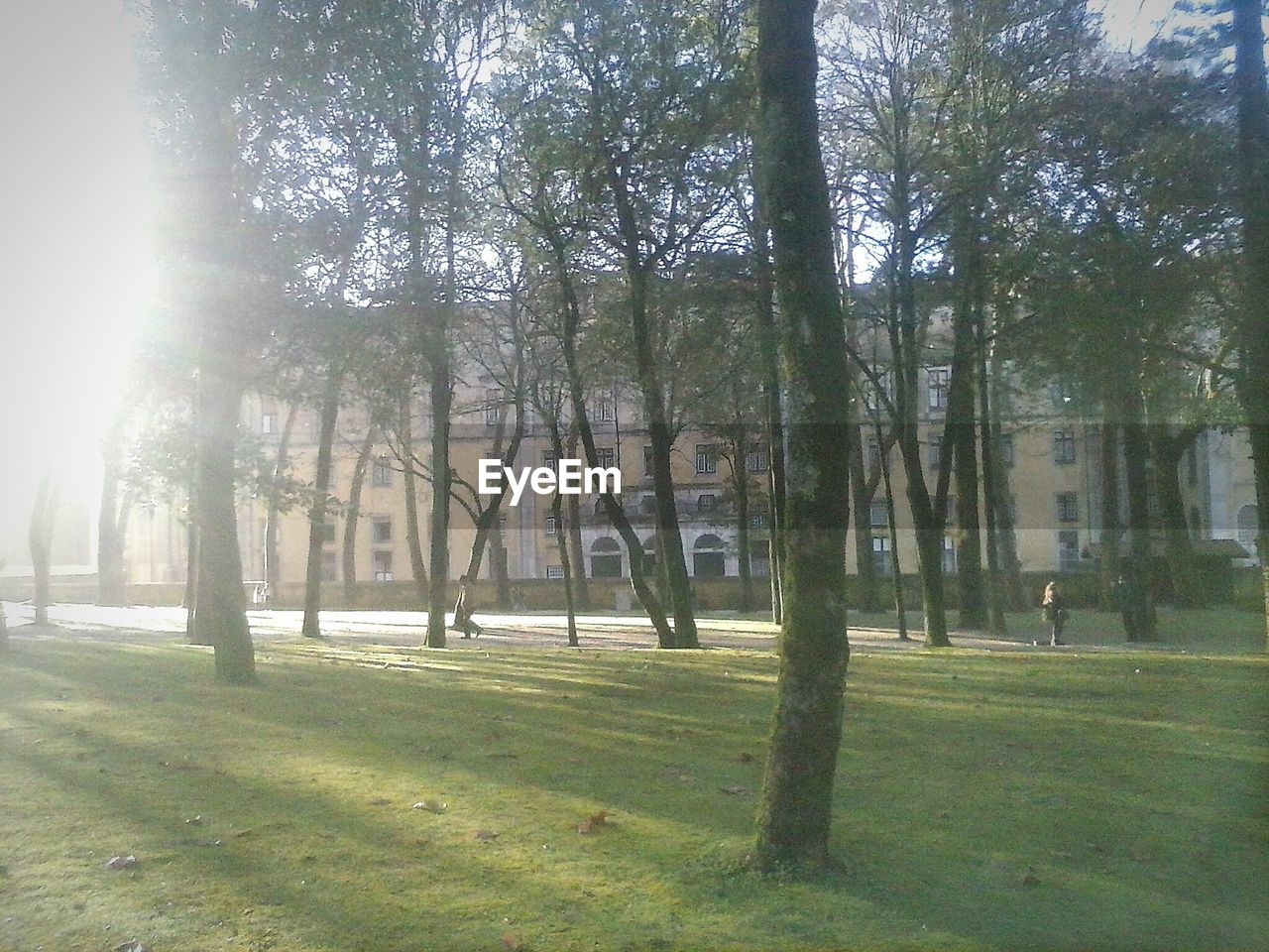 SUN SHINING THROUGH TREES IN FOREST