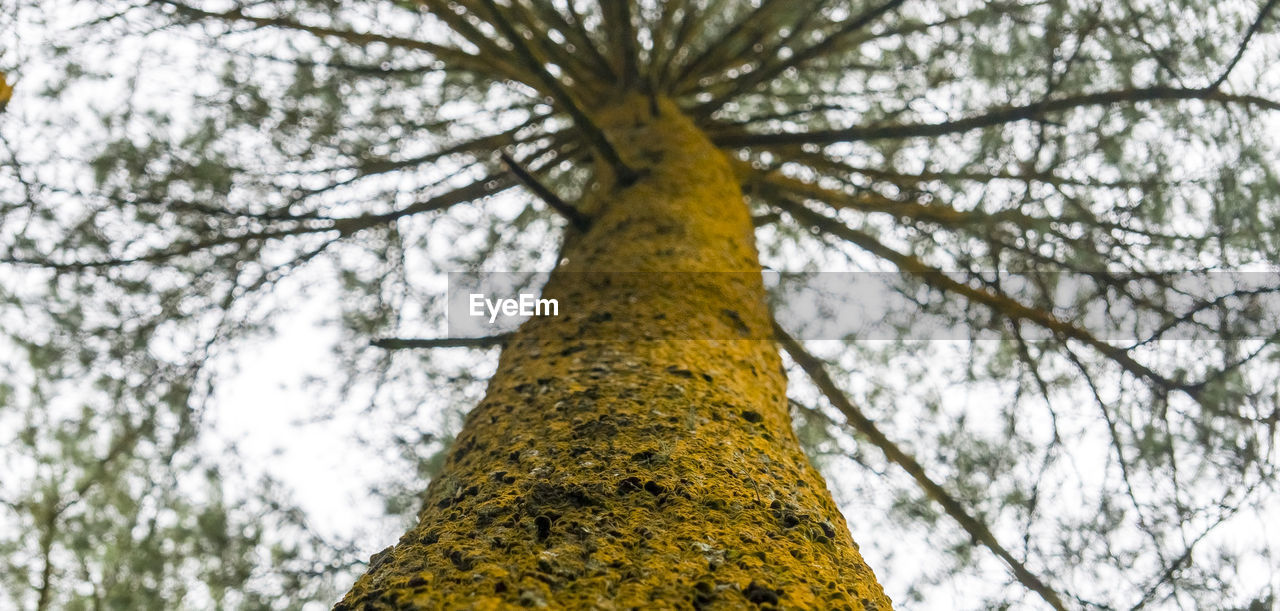 LOW ANGLE VIEW OF TREE BRANCHES AGAINST CLEAR SKY