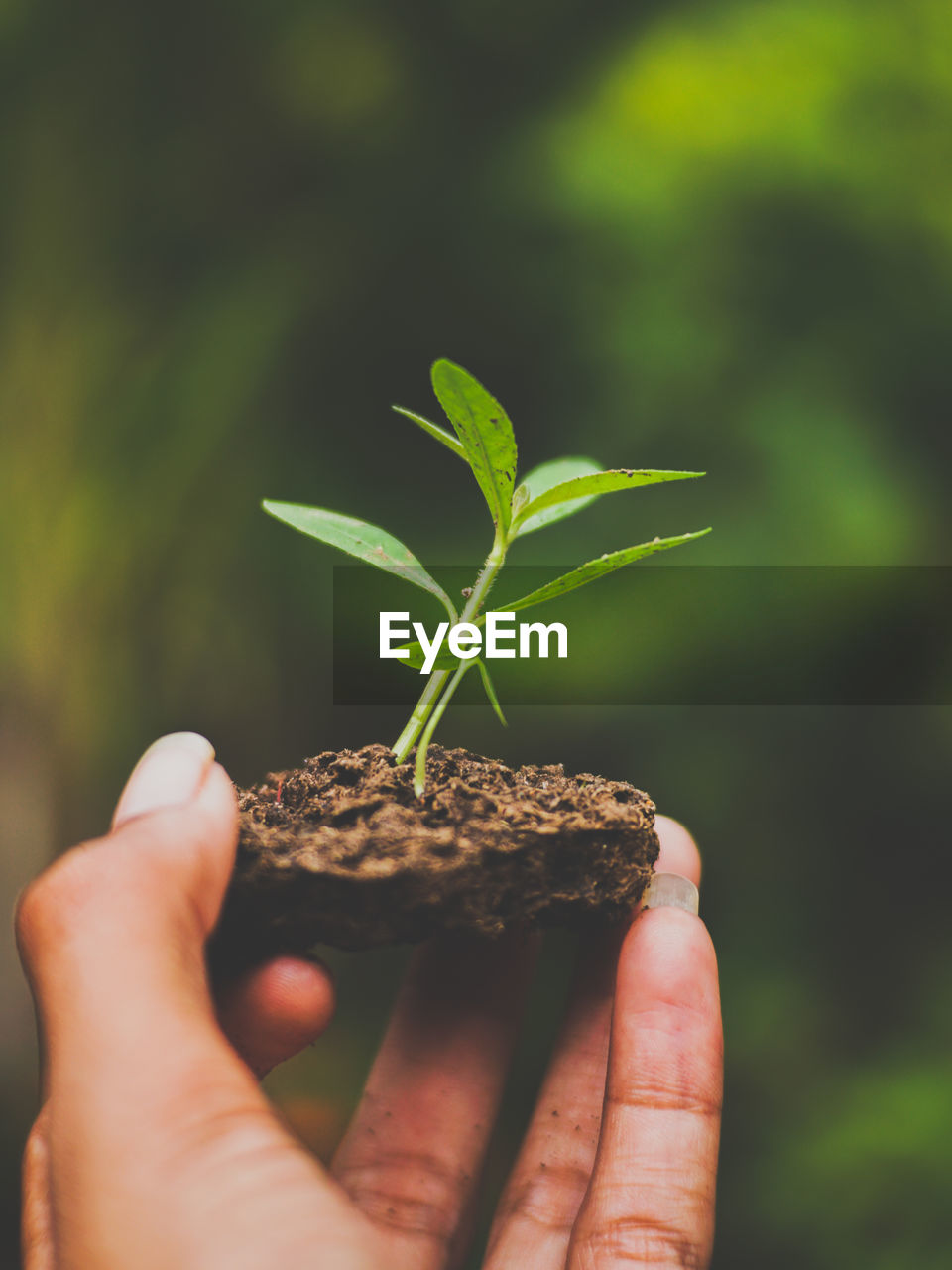 CLOSE-UP OF HUMAN HAND HOLDING SMALL PLANT