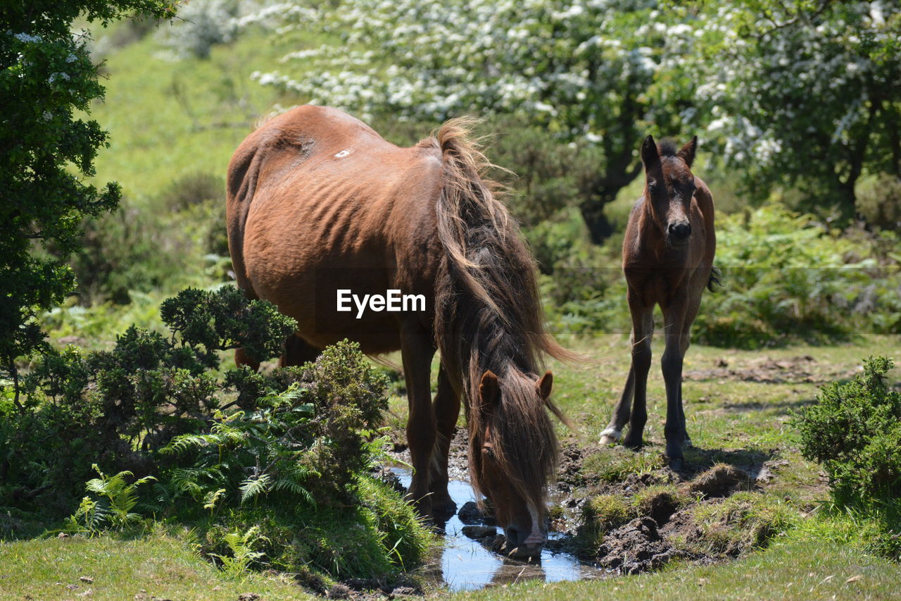 horse standing in a field