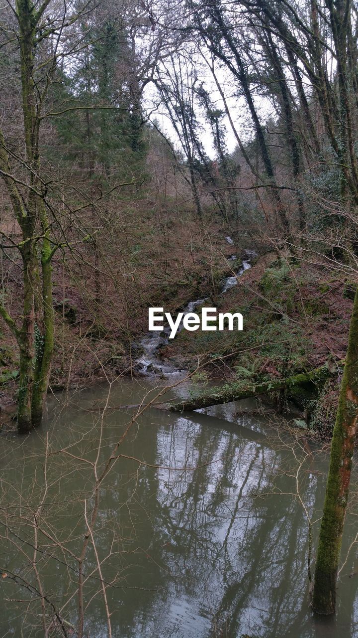 SCENIC VIEW OF RIVER IN FOREST