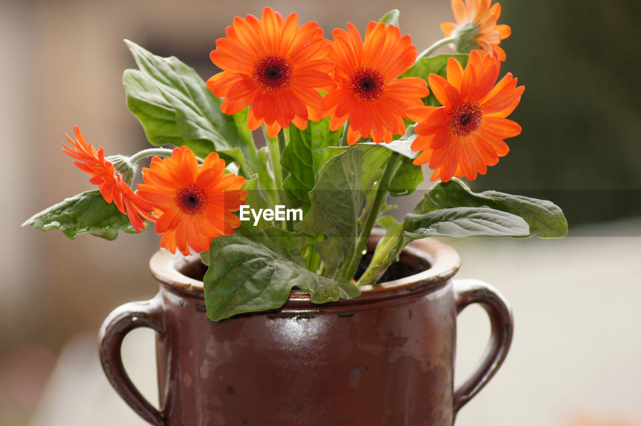 CLOSE-UP OF ORANGE FLOWER IN POT ON TABLE