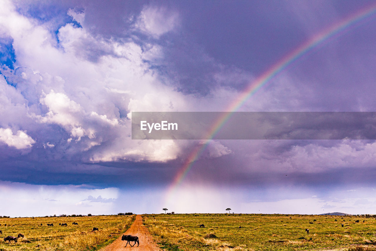 rainbow, cloud, sky, environment, landscape, beauty in nature, multi colored, scenics - nature, nature, land, horizon, storm, dramatic sky, field, rural scene, plant, tranquility, rain, no people, natural phenomenon, non-urban scene, grass, wet, sunlight, idyllic, tranquil scene, plain, outdoors, prairie, storm cloud, travel destinations, cloudscape, blue, travel, light - natural phenomenon, spectrum, day, summer, mountain, double rainbow, grassland, horizon over land, awe, water, agriculture, tree, moody sky, remote, road, meadow, dramatic landscape, atmospheric mood