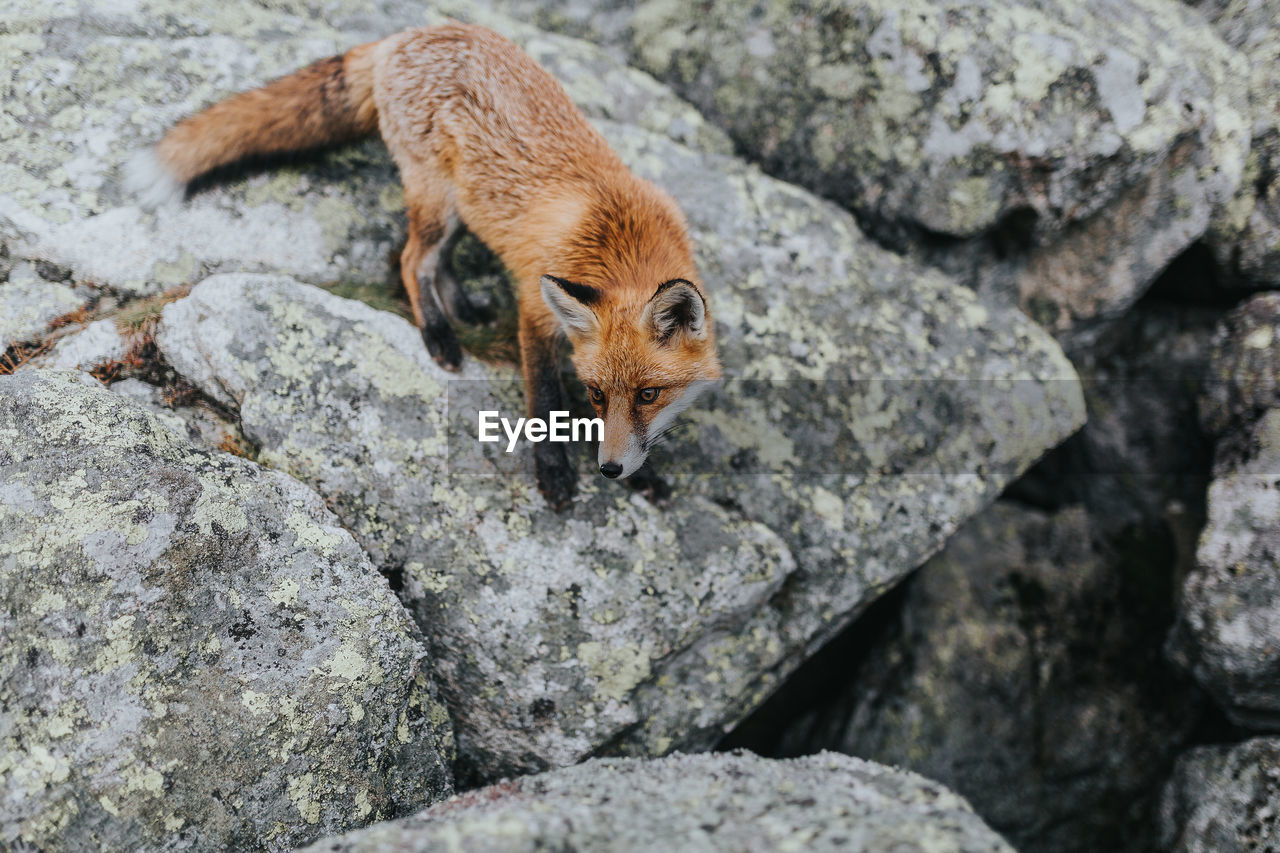 HIGH ANGLE VIEW OF A REPTILE ON ROCK