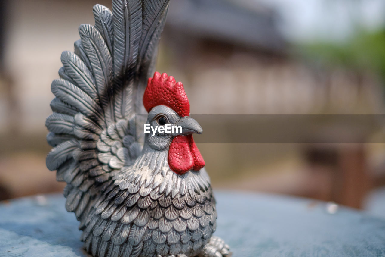 CLOSE-UP OF A BIRD ON A ROCK