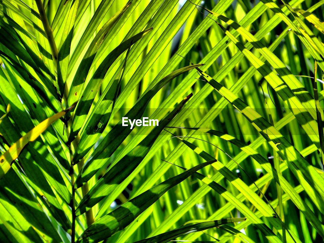 Full frame shot of palm leaves