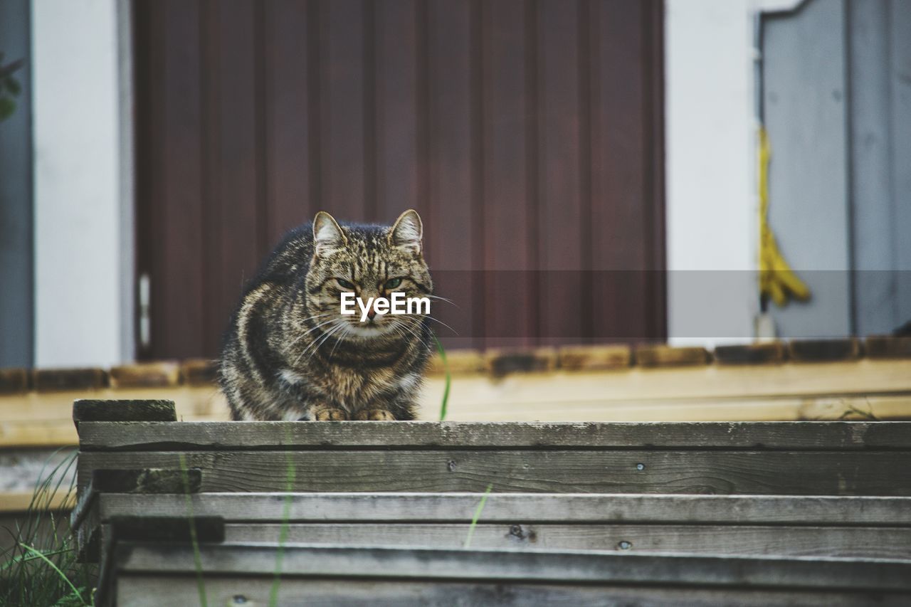 Portrait of cat on wooden bench