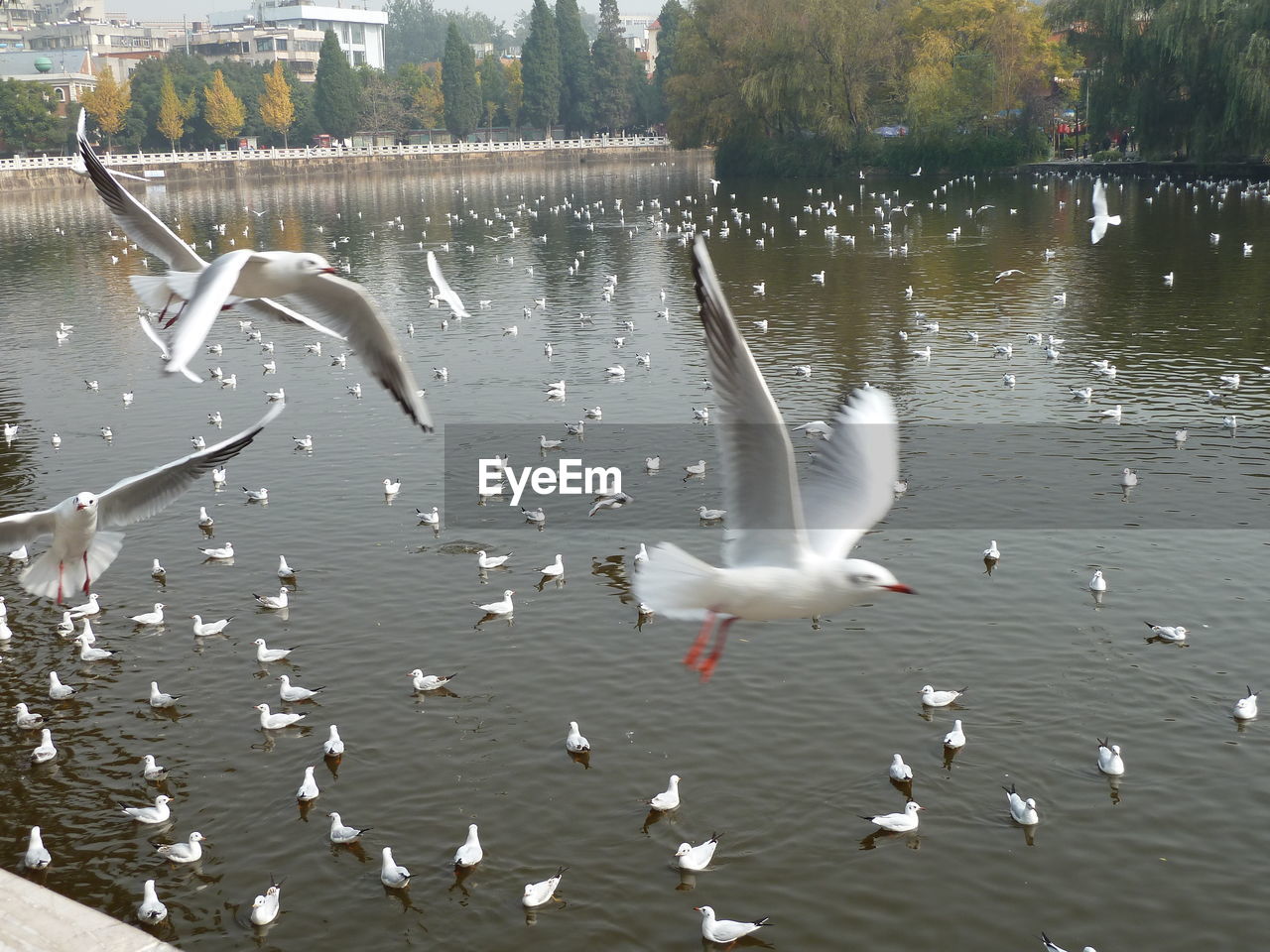 FLOCK OF SEAGULLS FLYING OVER LAKE