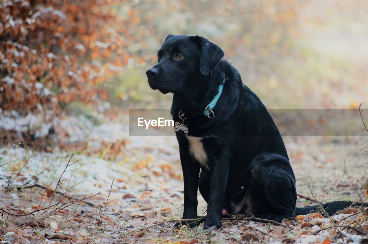 BLACK DOG LOOKING AWAY ON ROCK