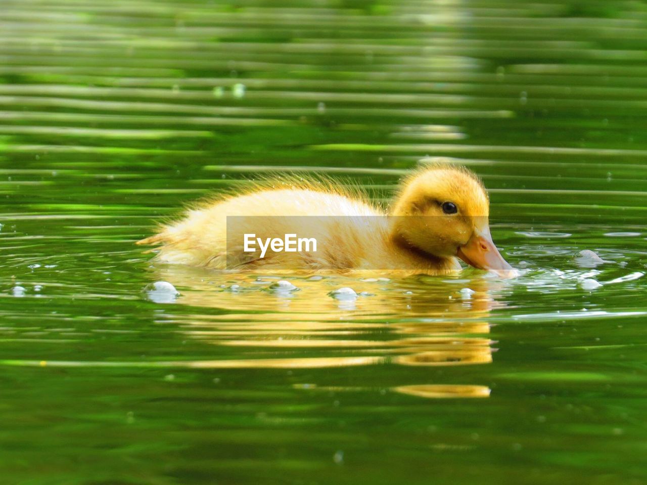 Close-up of duck swimming in lake