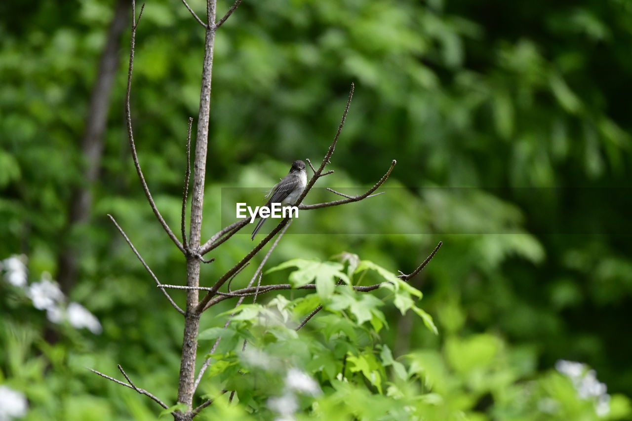 plant, green, nature, animal themes, animal, grass, animal wildlife, tree, flower, leaf, no people, focus on foreground, one animal, branch, wildlife, day, plant part, outdoors, growth, beauty in nature, close-up, forest, selective focus, land, bird, insect