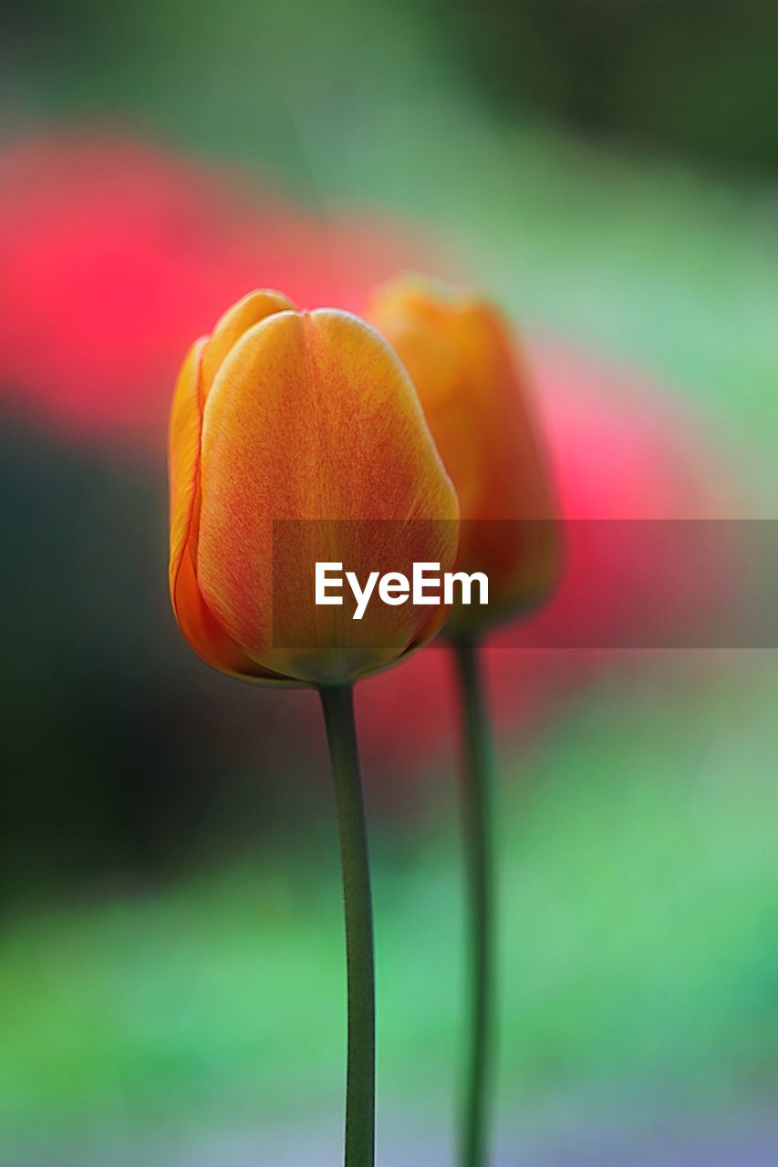 Close-up of orange tulip