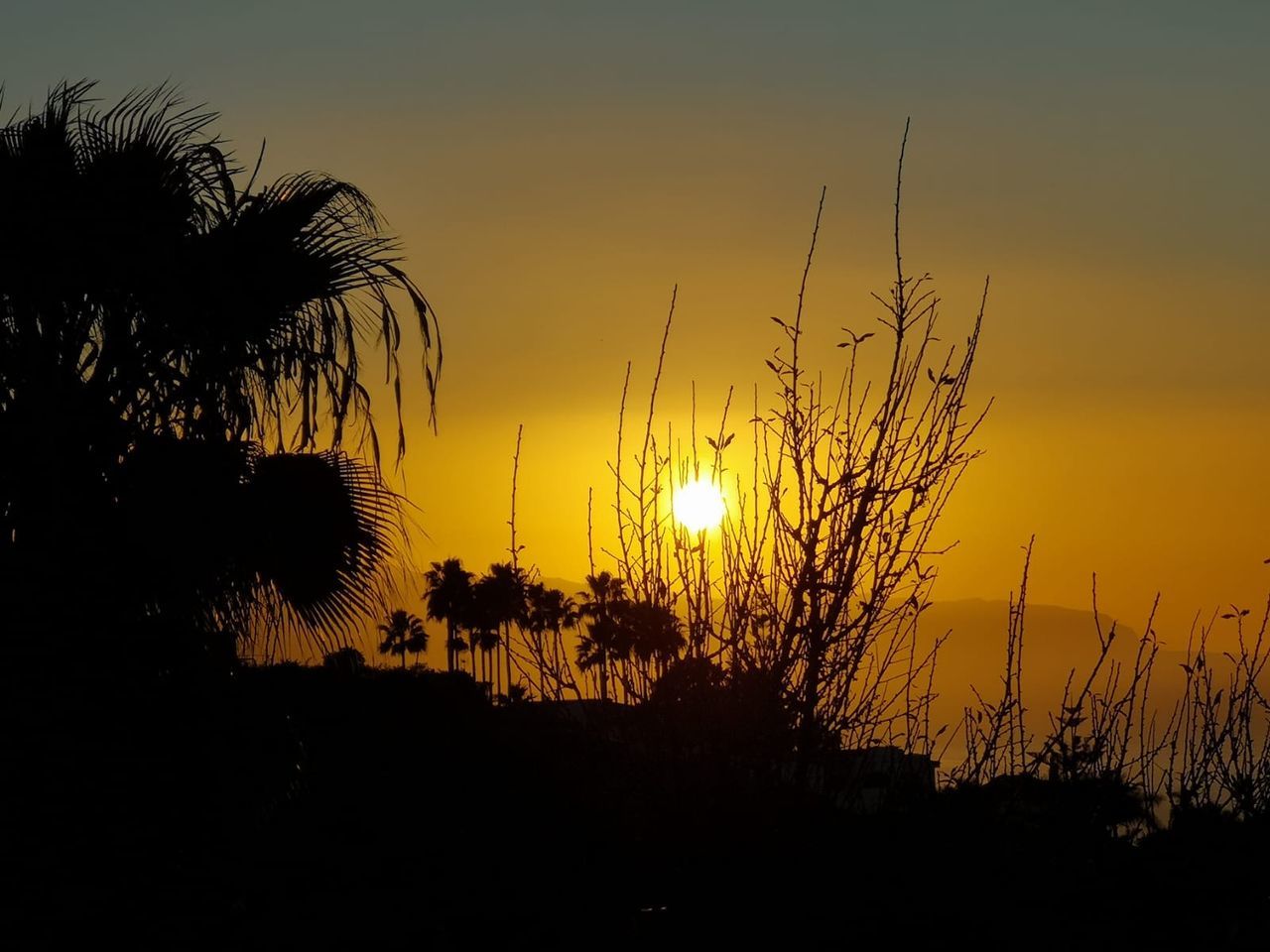 SILHOUETTE PLANTS DURING SUNSET