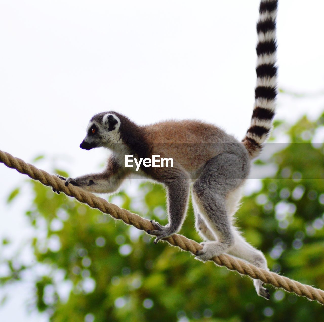 LOW ANGLE VIEW OF MONKEY ON BRANCH AGAINST TREE