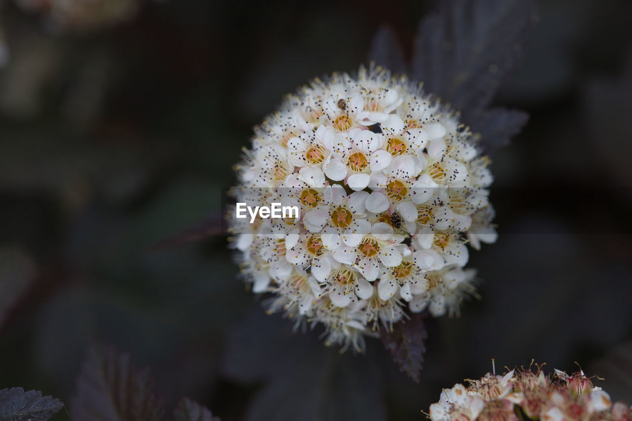 flower, plant, flowering plant, nature, beauty in nature, macro photography, close-up, blossom, growth, freshness, focus on foreground, no people, white, wildflower, fragility, branch, outdoors, frost, flower head, leaf, petal, inflorescence, day, botany