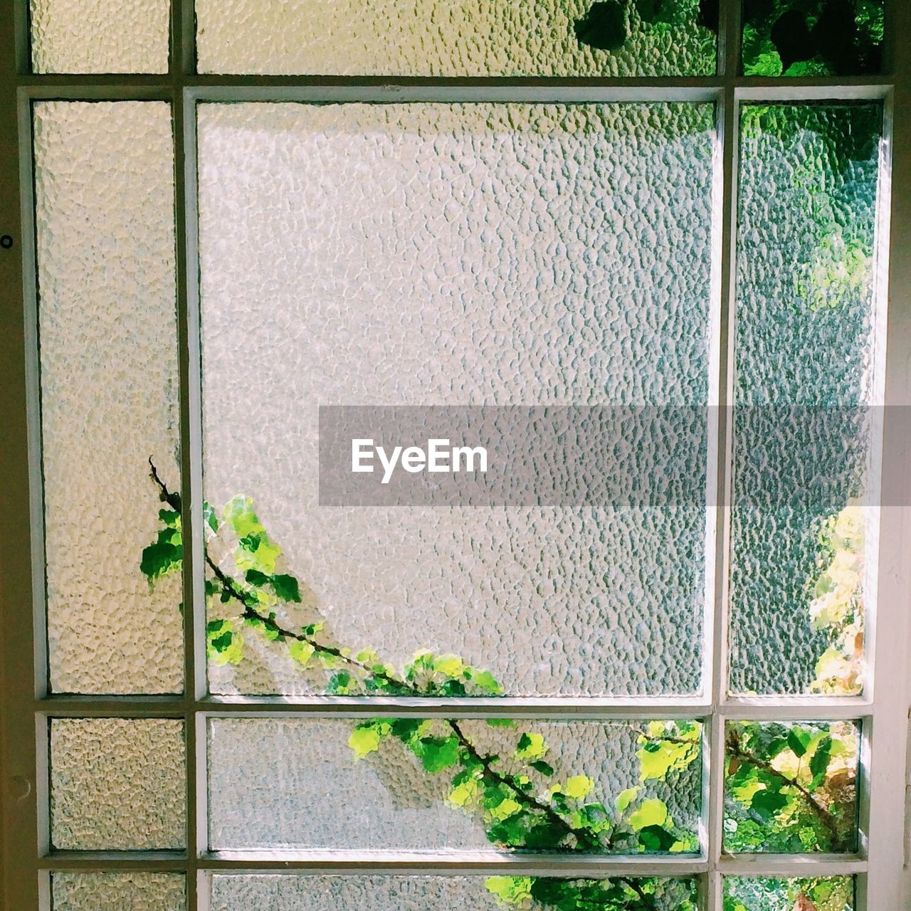 Plants seen through frosted glass window