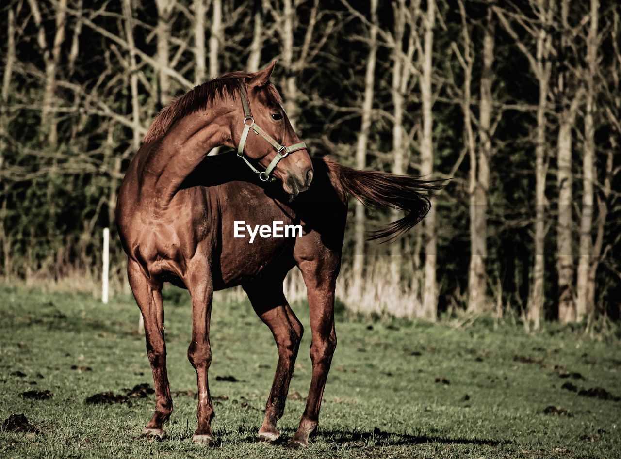 TWO HORSES IN A FIELD