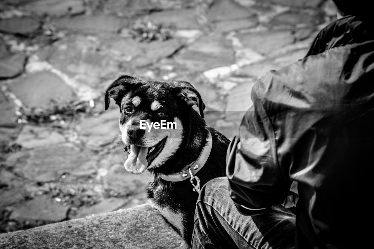 CLOSE-UP OF DOG WITH PERSON WEARING HAT