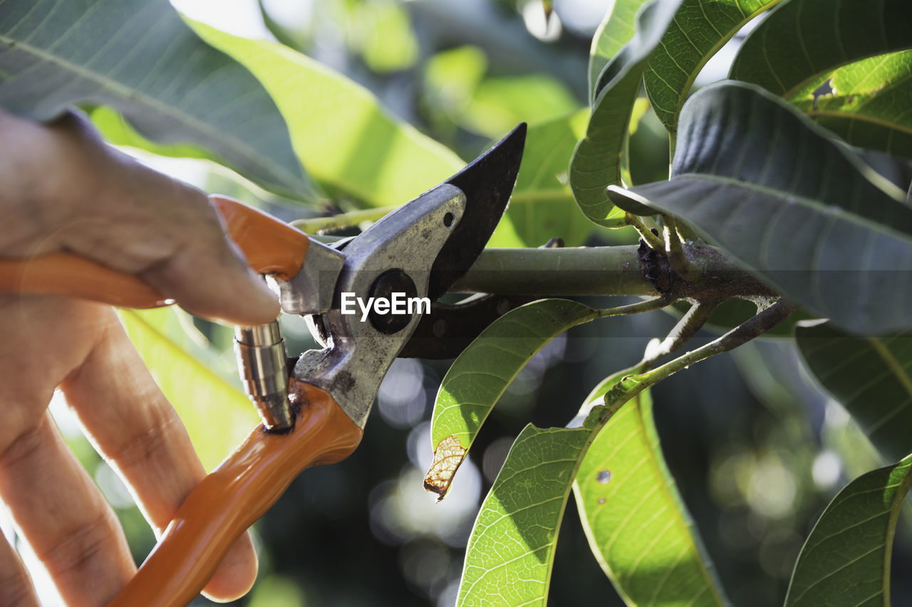 Cropped hand of man cutting plant with pruning shears