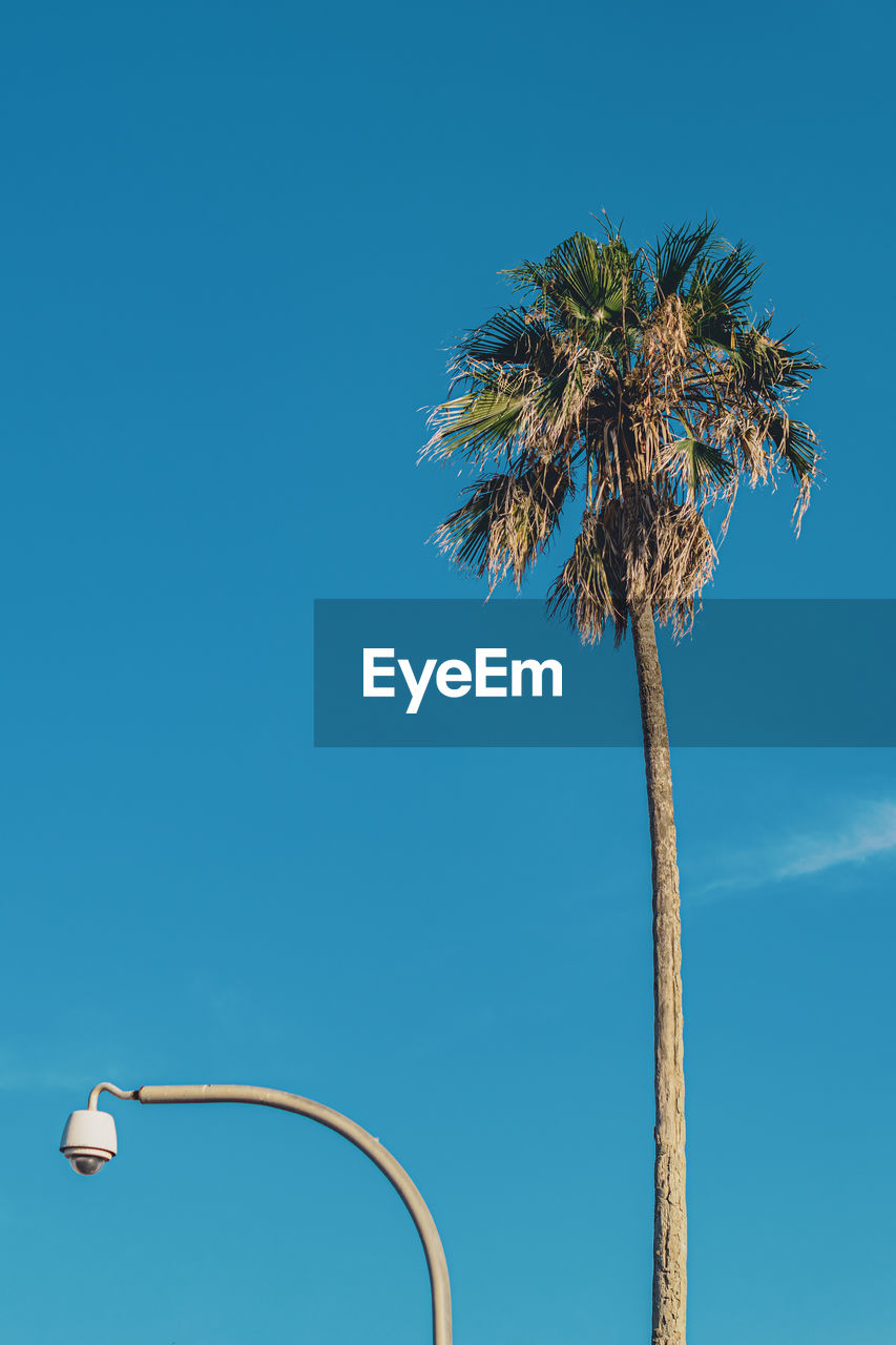 Palm tree in the clear blue sky and the street security camera in otranto, italy.