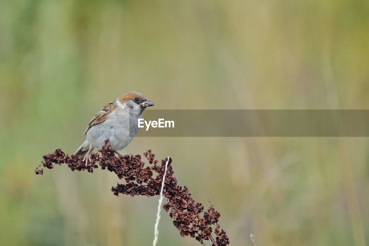 Close-up of bird perching on plant