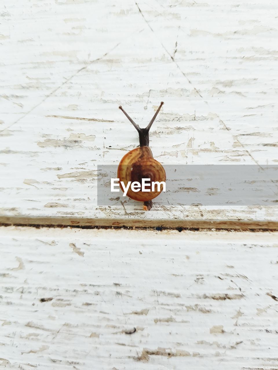 Close-up of snail on ground