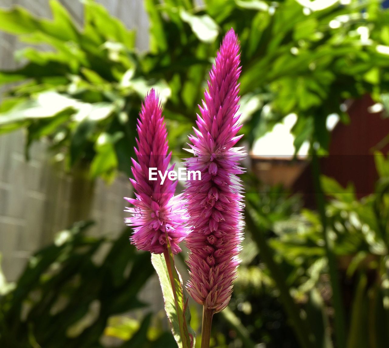 CLOSE-UP OF PINK FLOWERS BLOOMING