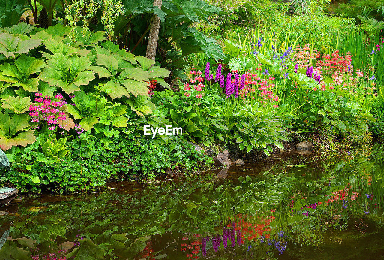 FLOWERS GROWING ON GREEN PLANT