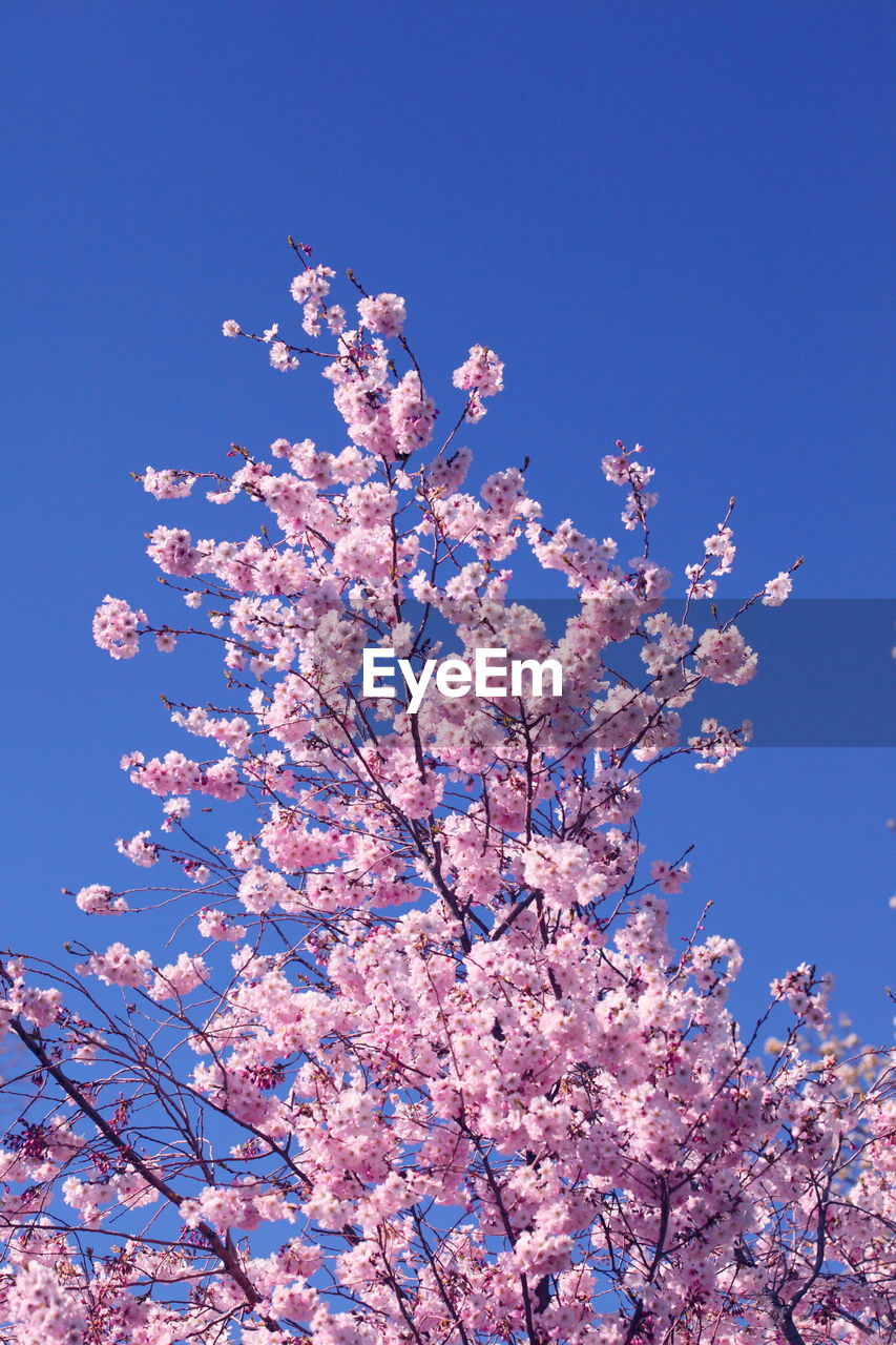 LOW ANGLE VIEW OF BLOSSOM TREE AGAINST CLEAR SKY