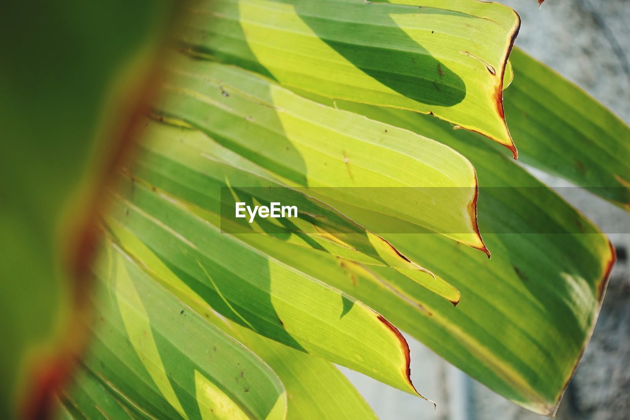 Close-up of green leaves