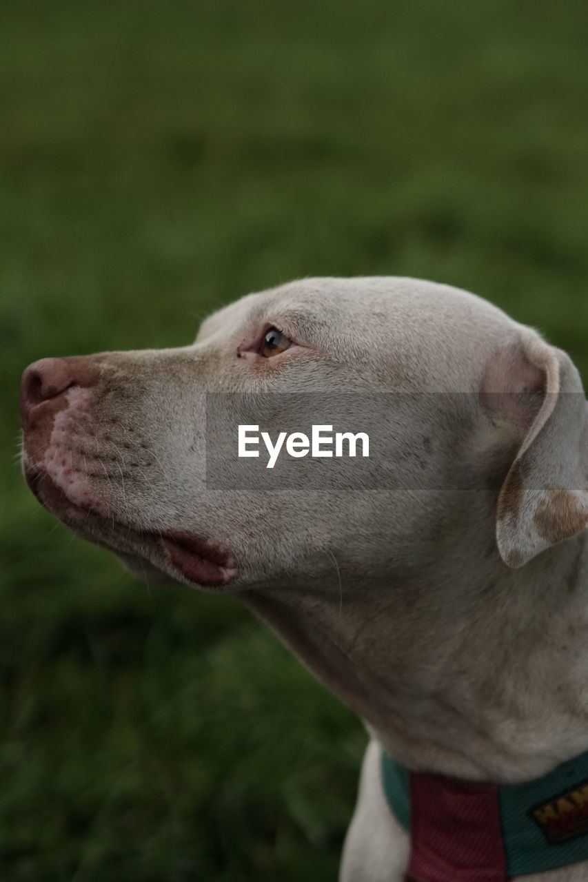 Close-up of dog looking away