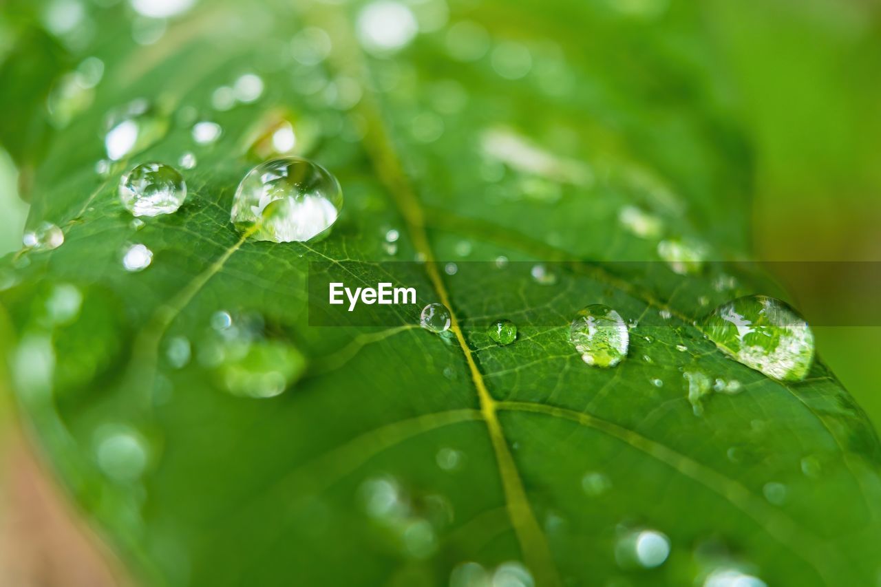 Macro closeup of beautiful fresh green leaf with drop of water after the rain in morning sunlight