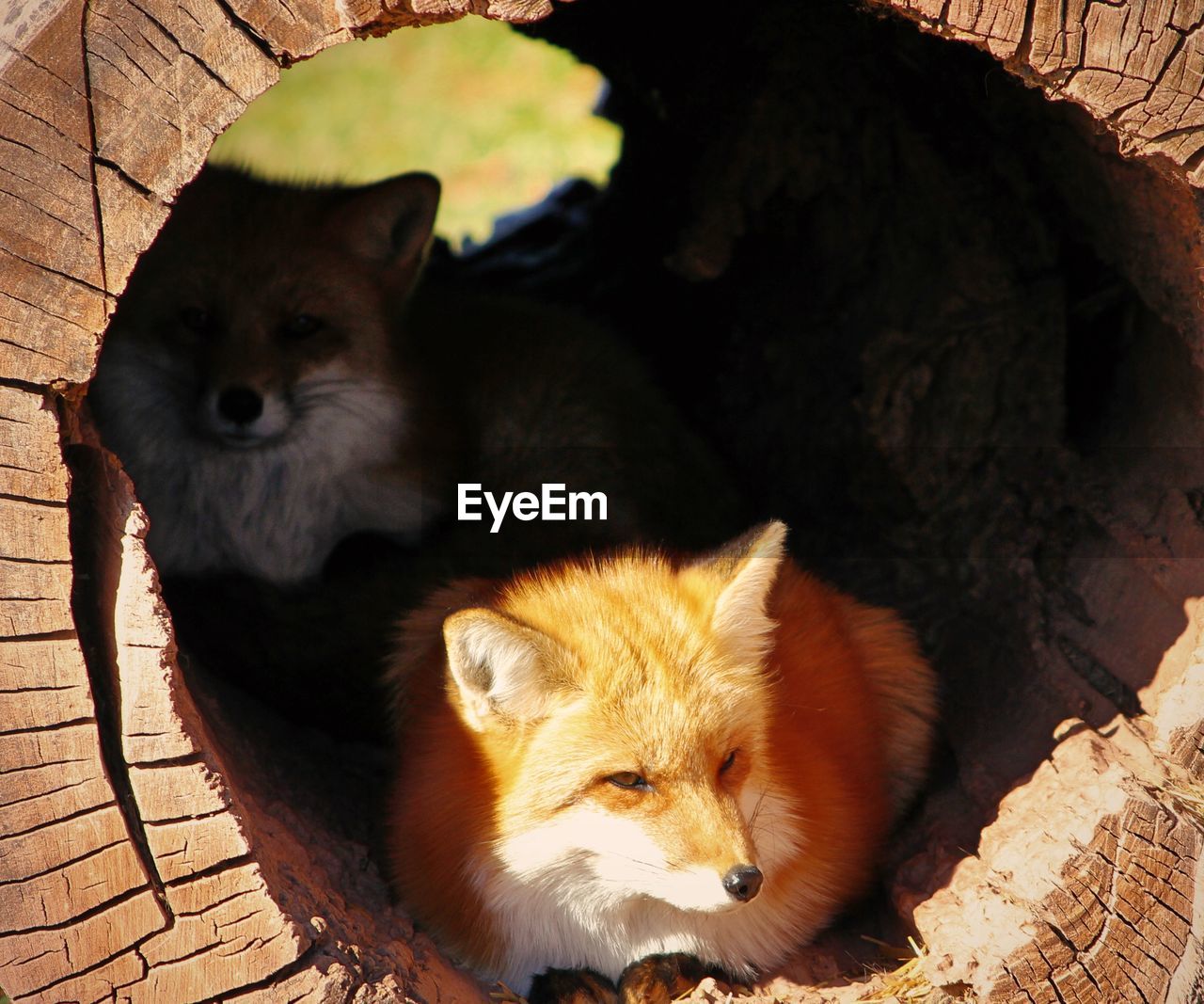 High angle view of red foxes inside log