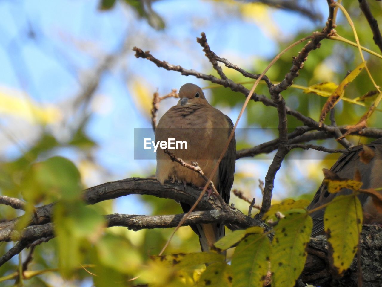 CLOSE-UP OF OWL PERCHING ON BRANCH