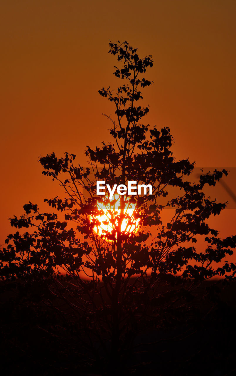 Silhouette tree against orange sky