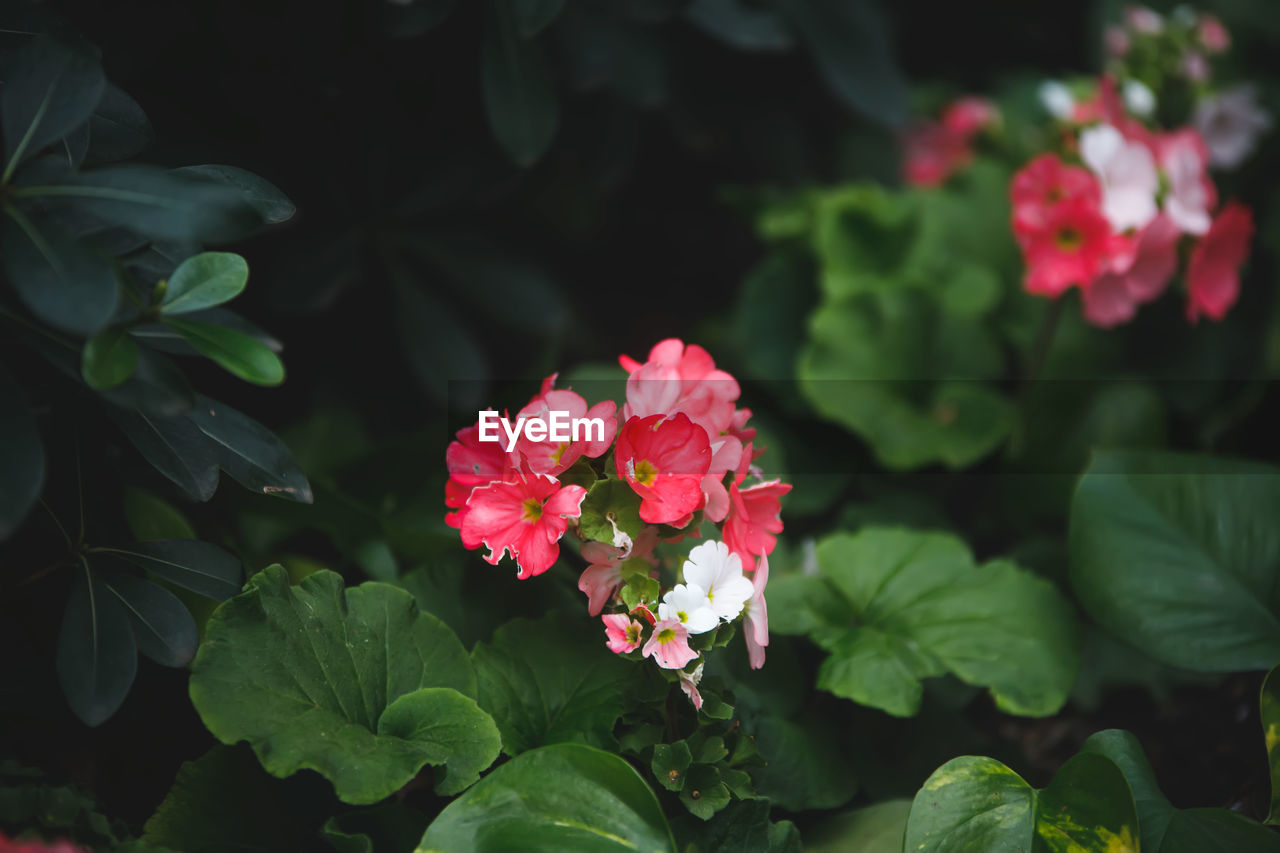 flower, flowering plant, plant, plant part, leaf, beauty in nature, freshness, nature, petal, close-up, pink, green, red, flower head, inflorescence, multi colored, no people, botany, outdoors, growth, fragility, rose, summer, botanical garden