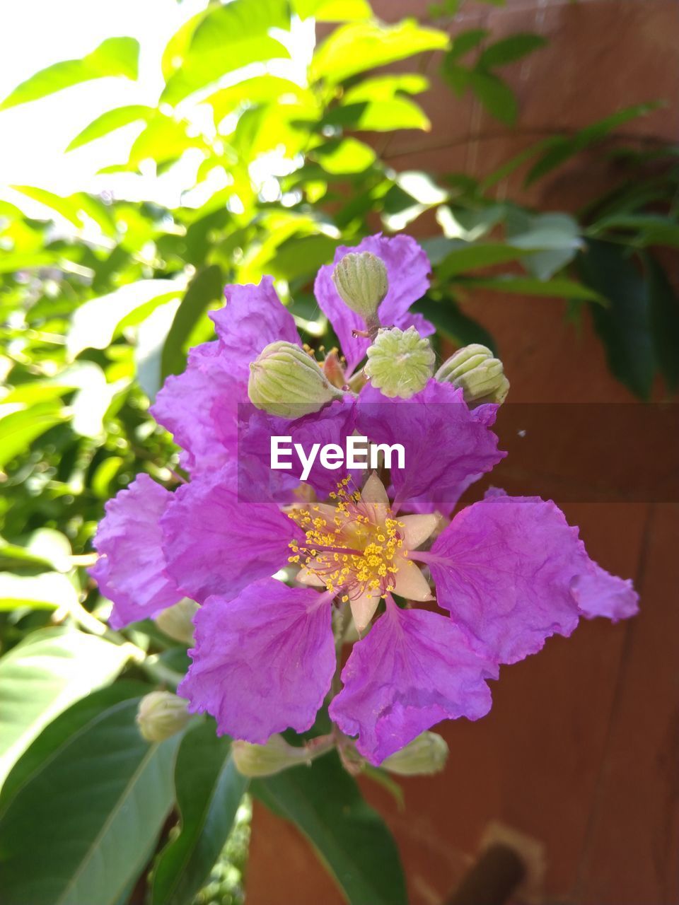 flowering plant, flower, plant, freshness, beauty in nature, fragility, petal, close-up, growth, flower head, nature, plant part, leaf, inflorescence, purple, no people, blossom, outdoors, springtime, sunlight, pollen, day, pink, botany, focus on foreground