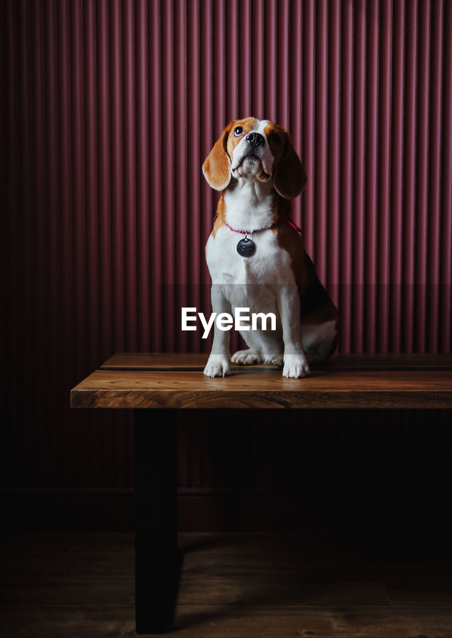 Dog sitting on wooden table
