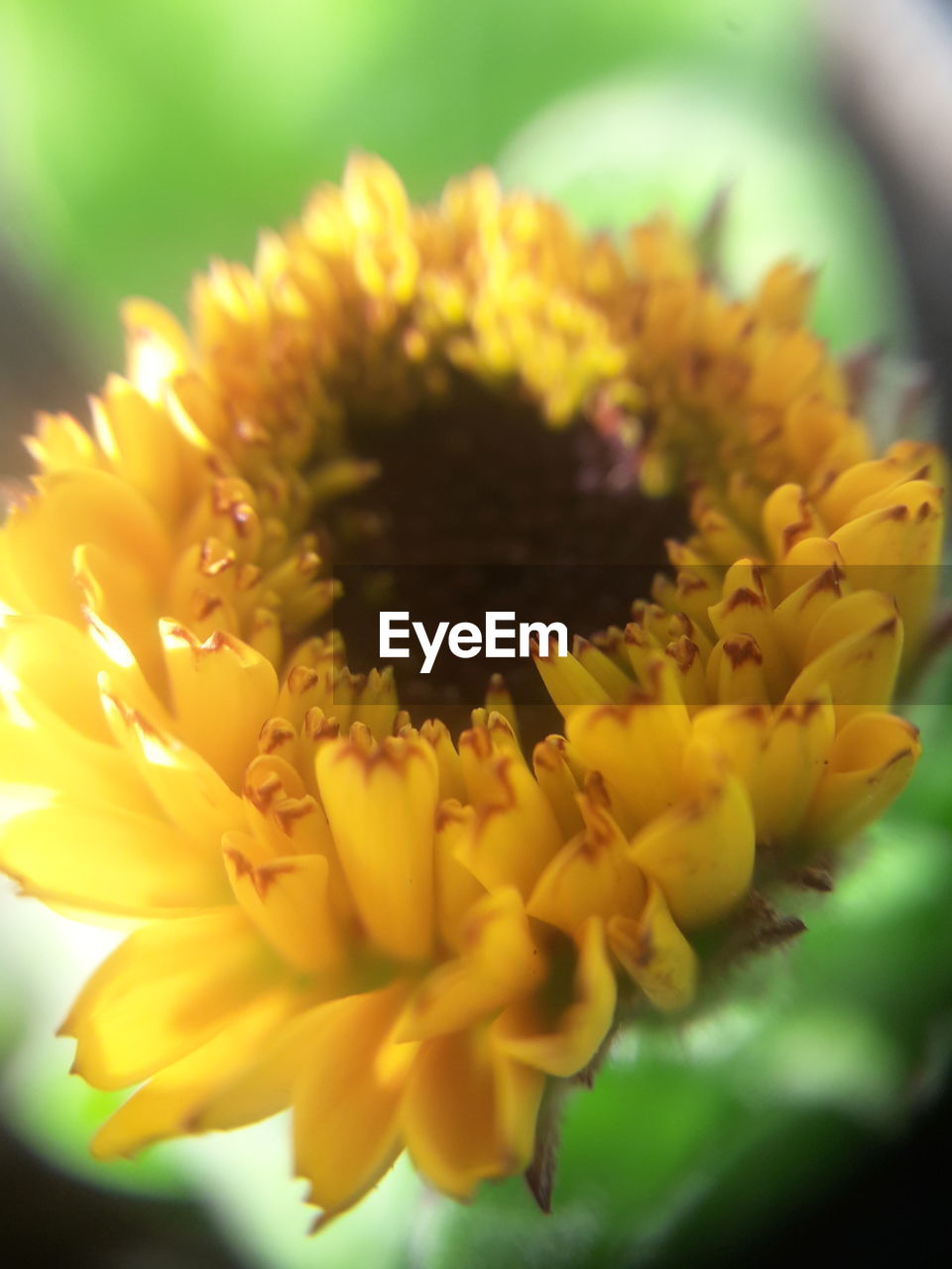 CLOSE-UP OF YELLOW FLOWER AGAINST BLURRED BACKGROUND