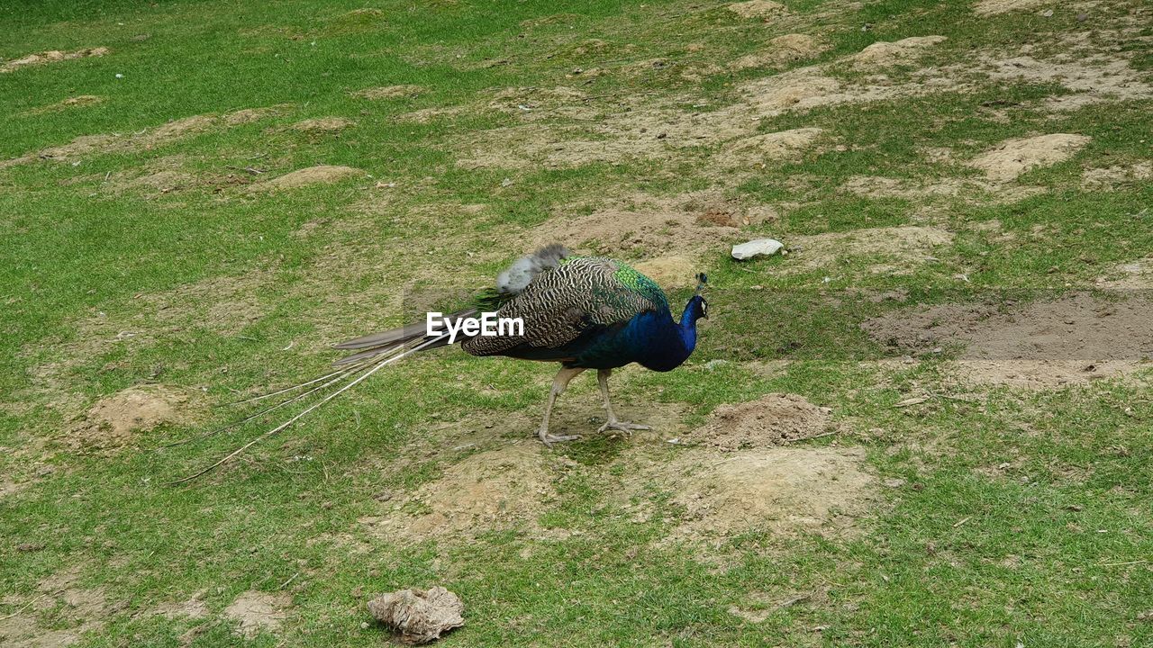 HIGH ANGLE VIEW OF A PEACOCK ON FIELD